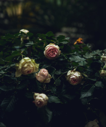 Blühende Rosen im Innenhof des Grand Ferdinand.