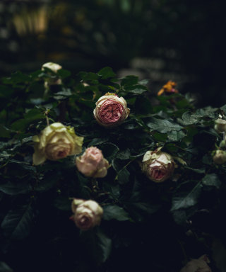 Blühende Rosen im tropischen Garten des Grand Ferdinand Innenhofs.